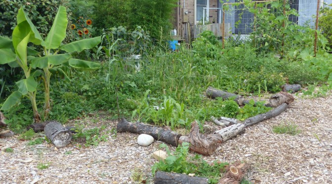 Our Gardening & Urban Homesteading in 2022