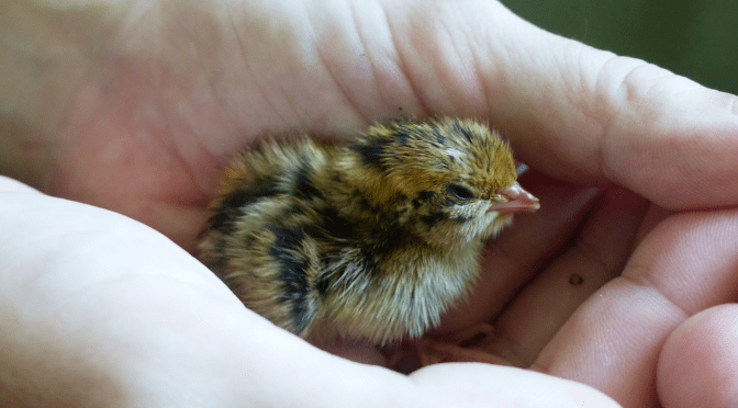 Baby Quail Hatched!
