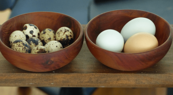 Chicken and Quail Eggs are Awesome!