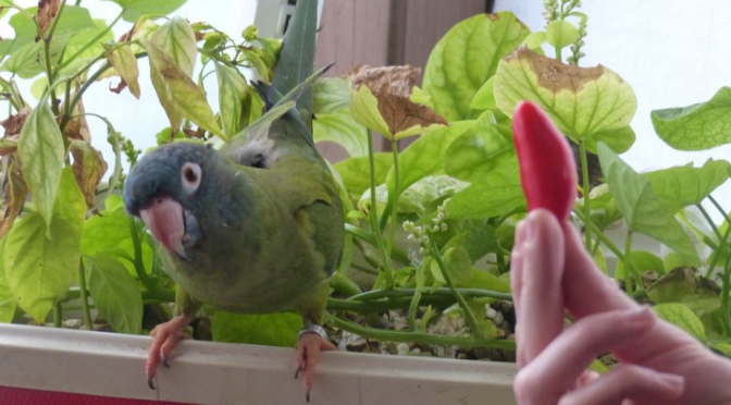 Eat Clean, Both You and Your Animals!