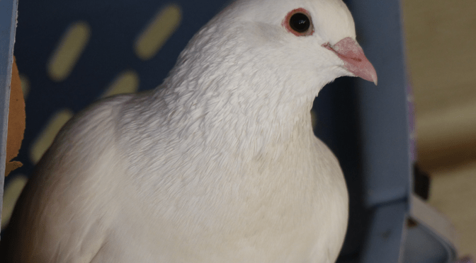 First time Breeding Pigeons