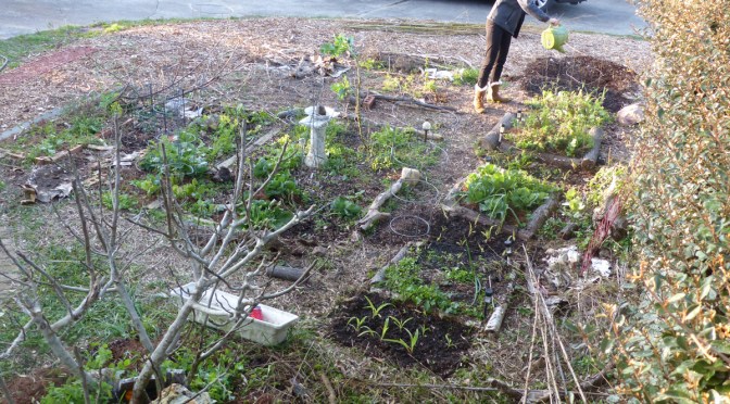 What does that mean… Permaculture?