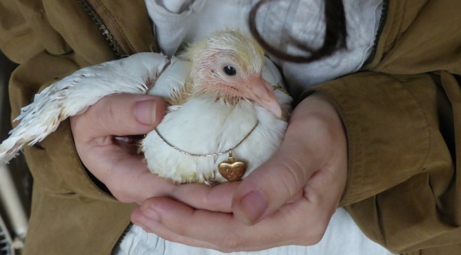 How fast they grow! Pigeon Update.