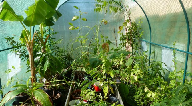 Homesteading in Winter