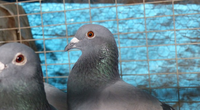 New Pigeons