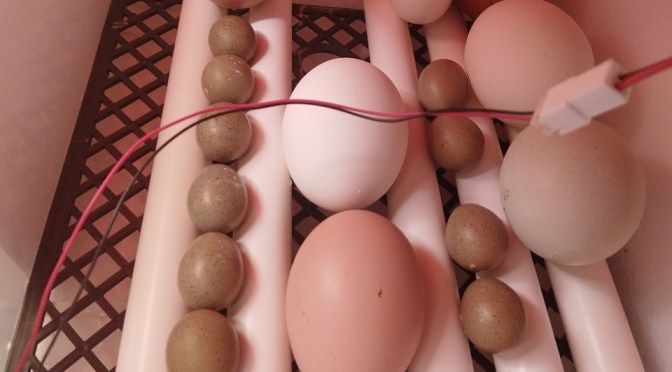 New Eggs for Hatching