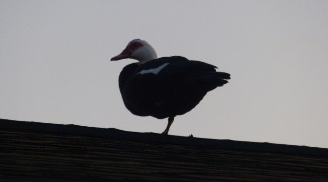 Mystery duck, & Chicken feed