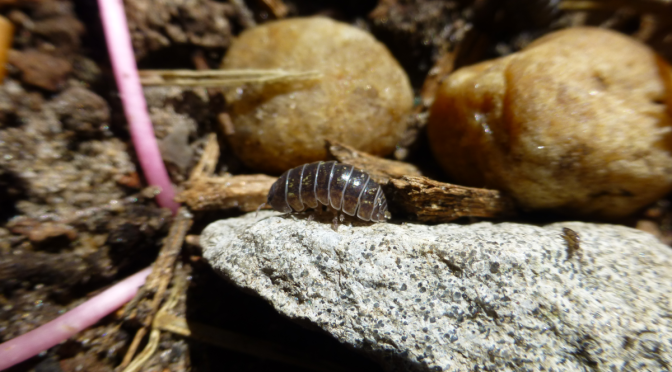 Pill Bugs can be useful